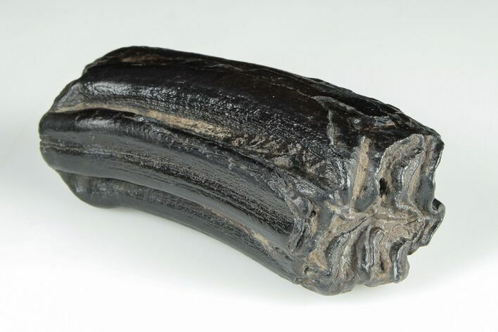 Pleistocene Aged Fossil Horse Tooth - South Carolina #198045